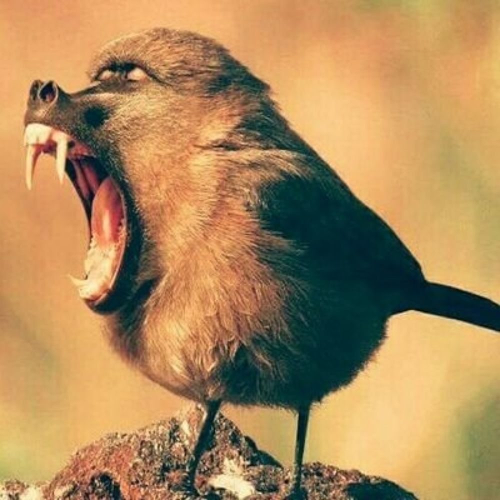 Idlebirder