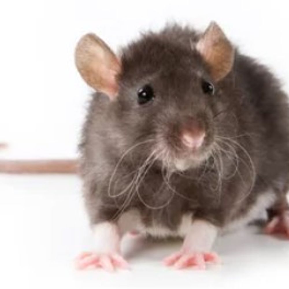 rat 🍉