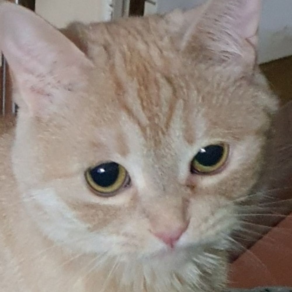 으녕님