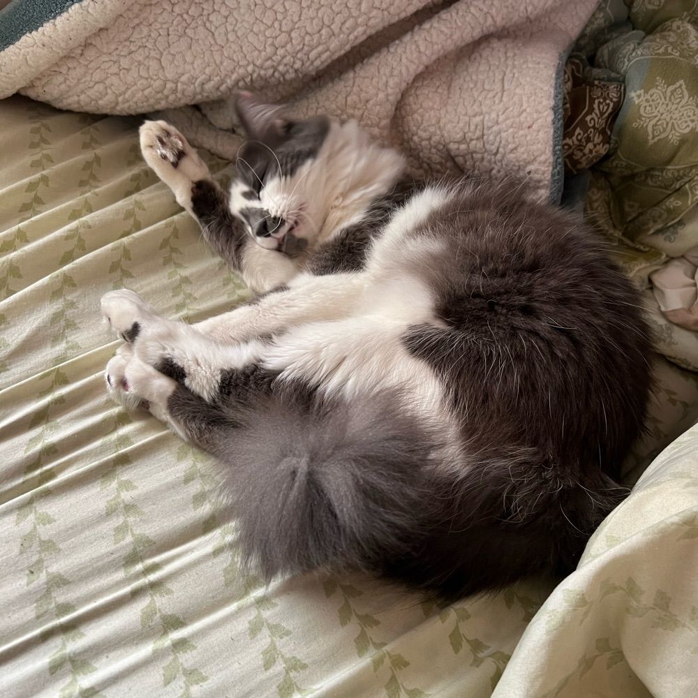 hiruneko
