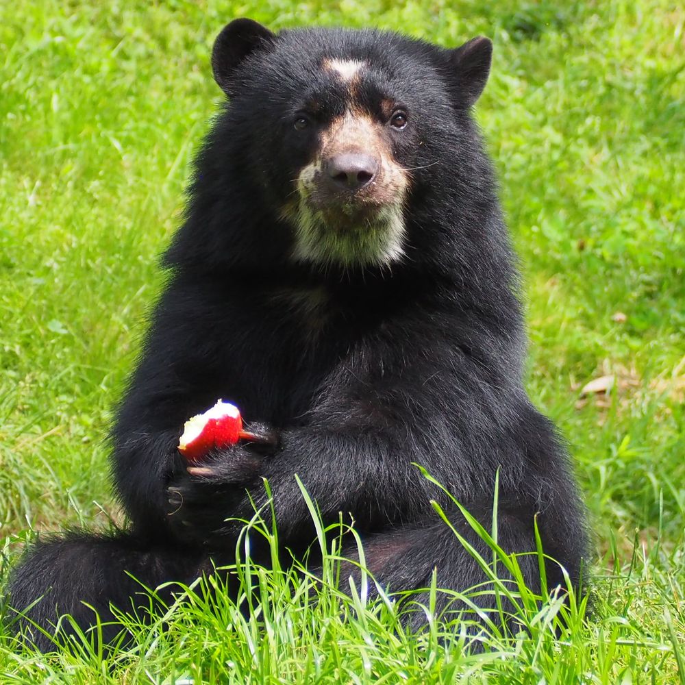 Andean Bears