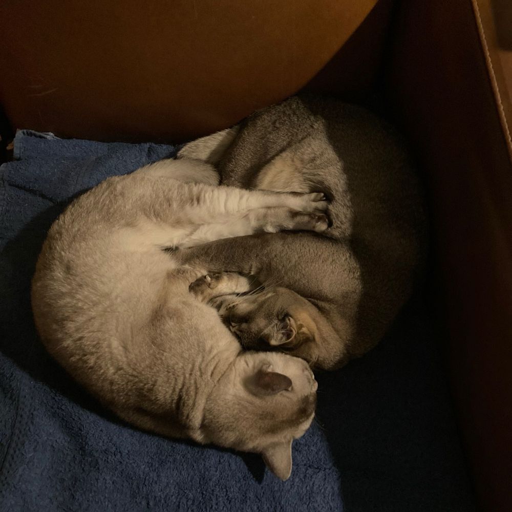 Max and Muffin
