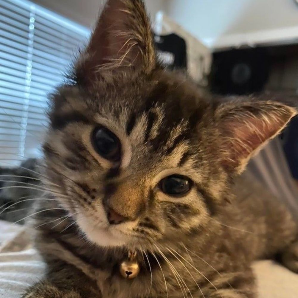 I love cats