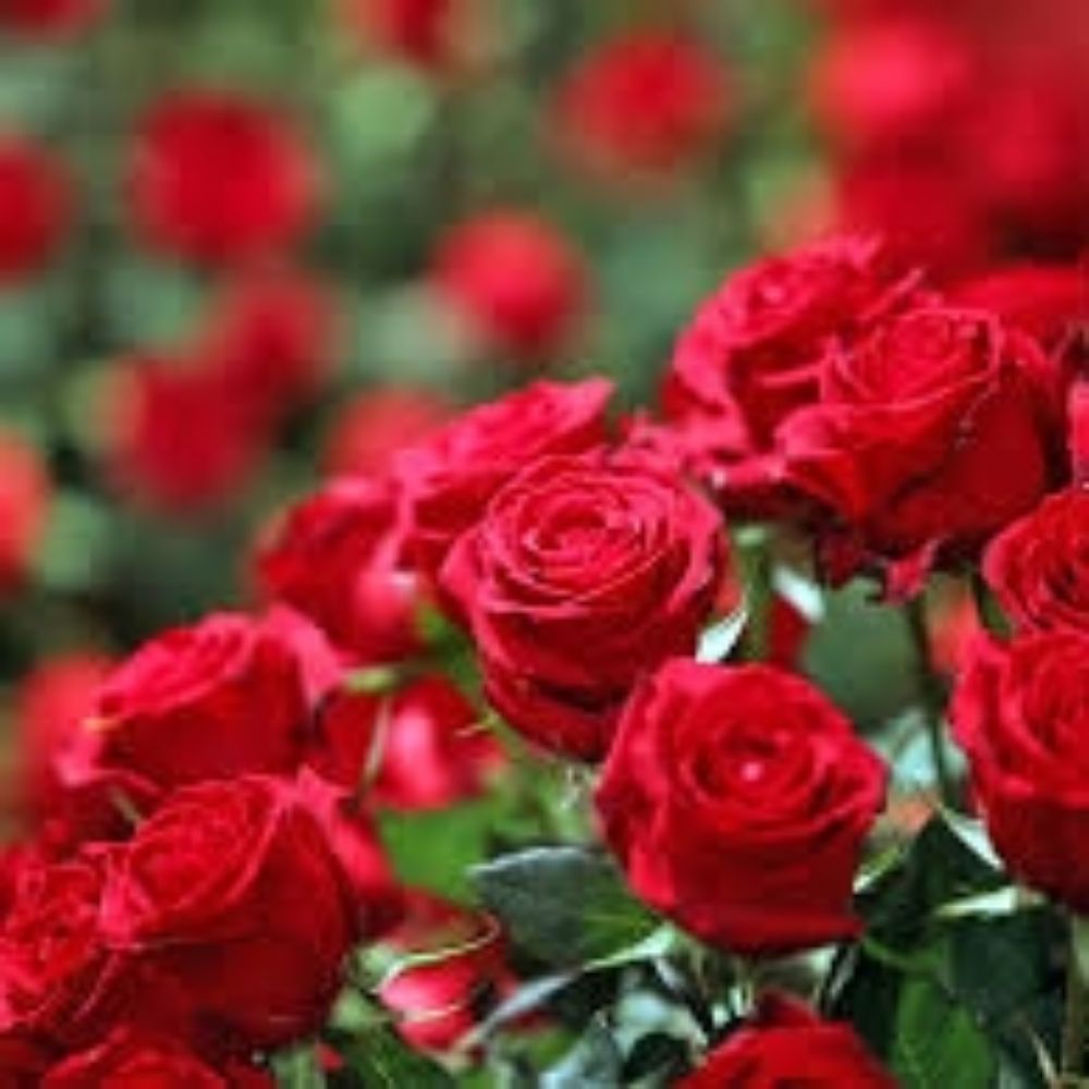 Rosa Flor