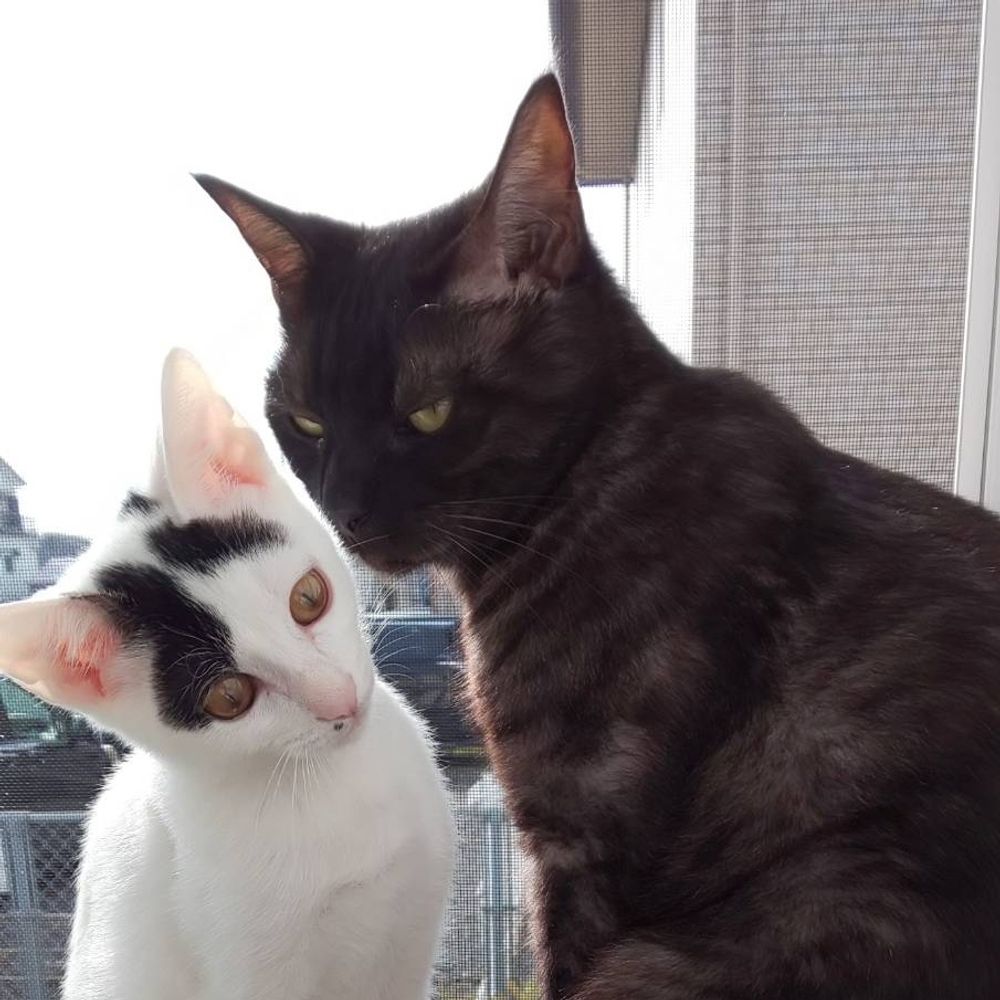 マグロ