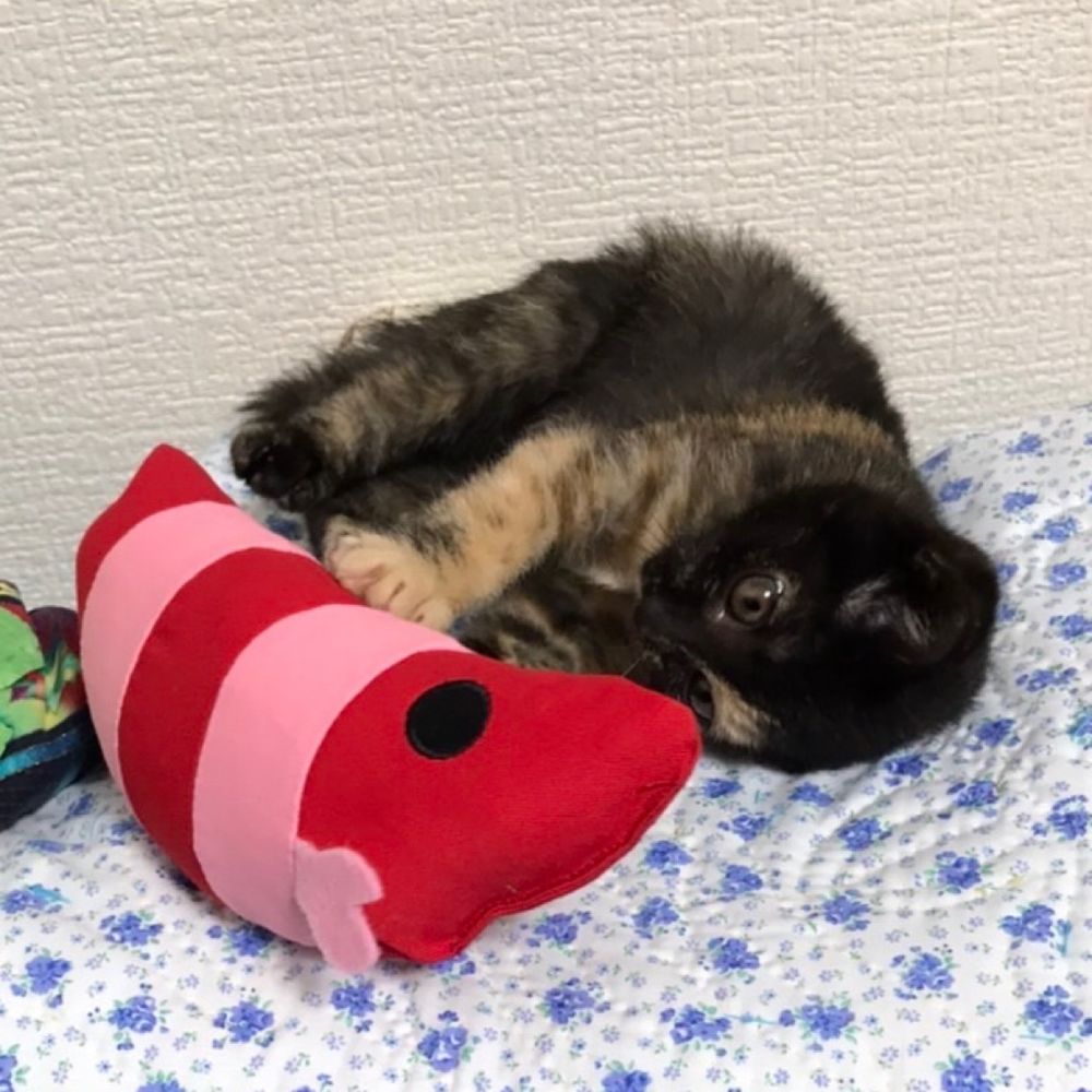 ちせ
