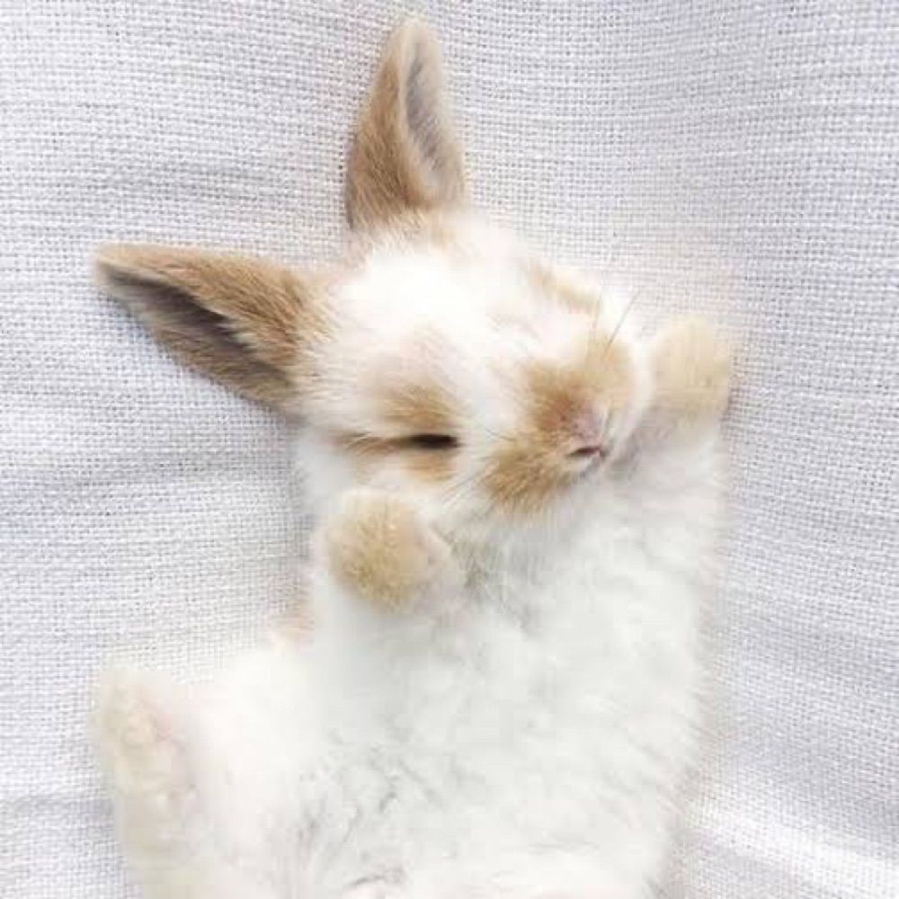Little Rabbit 🐰💕