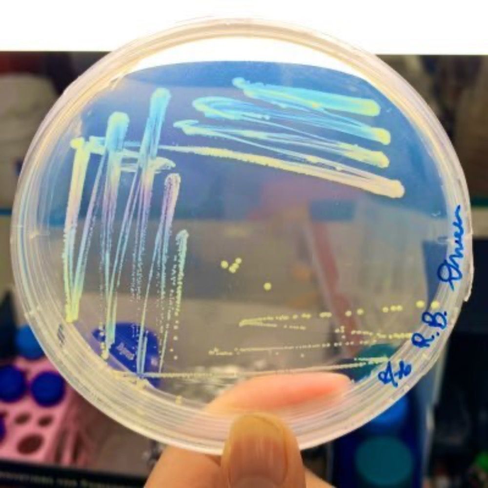 APSbacteriology 🧫🌿🌾