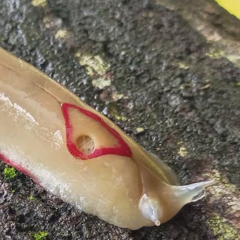 Secondhand Slug (they/them)