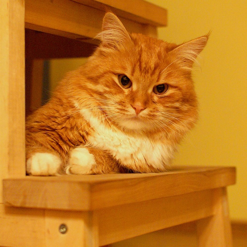 Котя знает