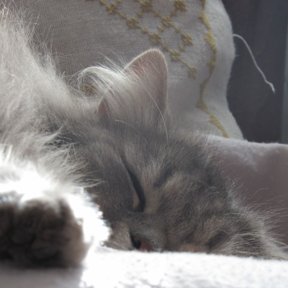 my-little-kitty.bsky.social