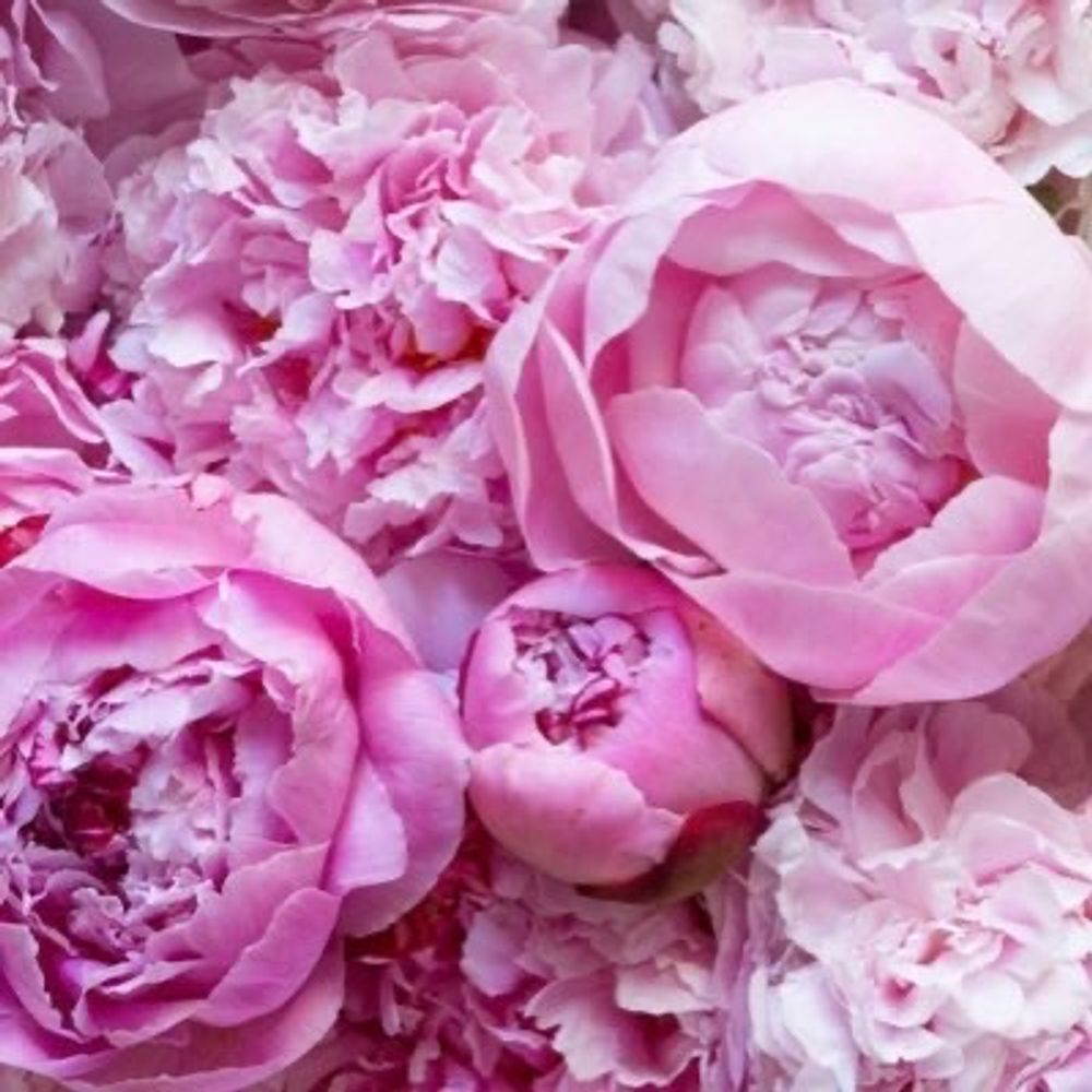 Peonies and Prosecco