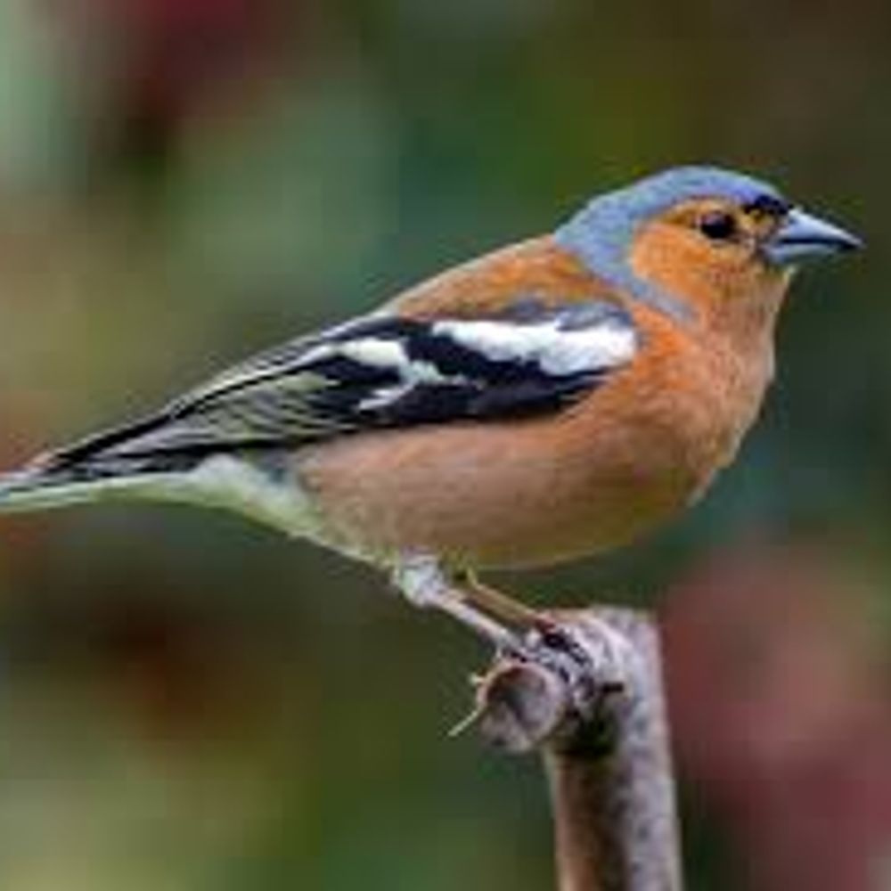 Kevin the Chaffinch
