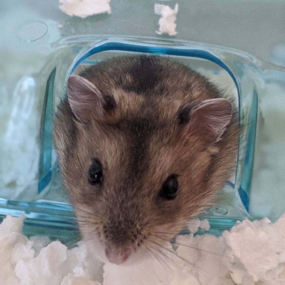 シロメ🐹🐱