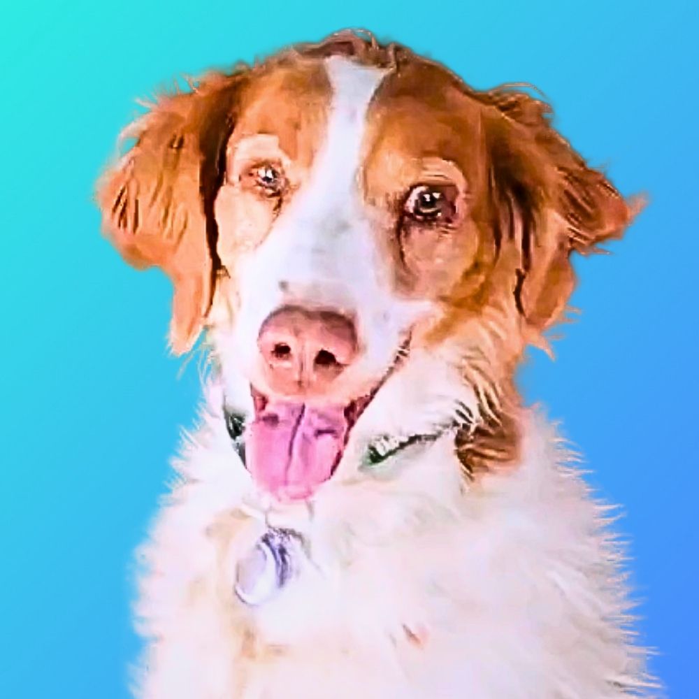 dexterdogouray 🐾 dog