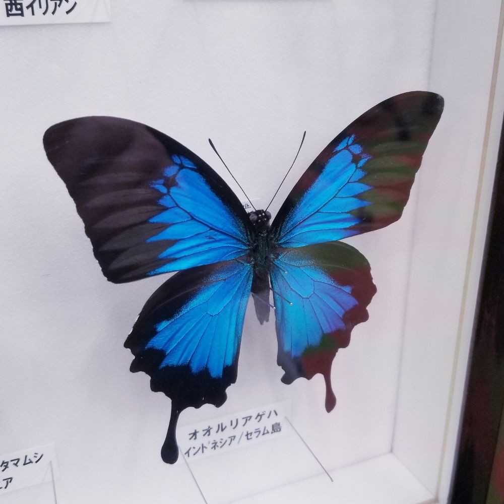 ティアーズ