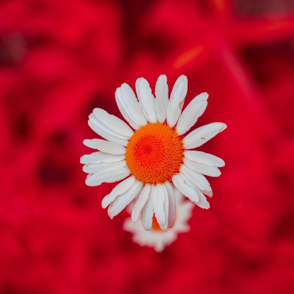 Filtered Focus