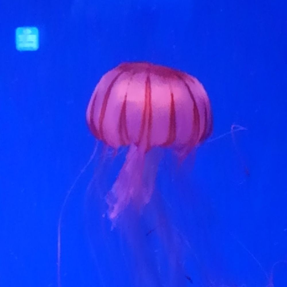 きのこ