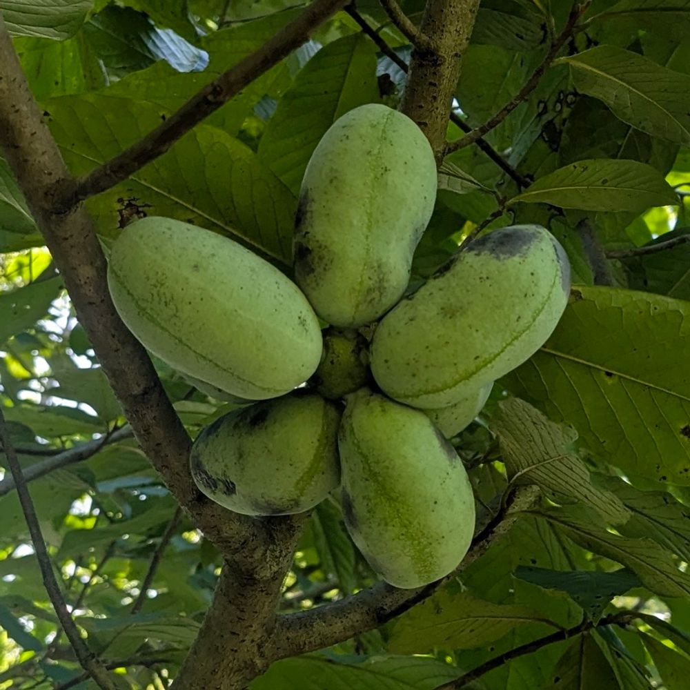 Lenny ❤️ Pawpaws