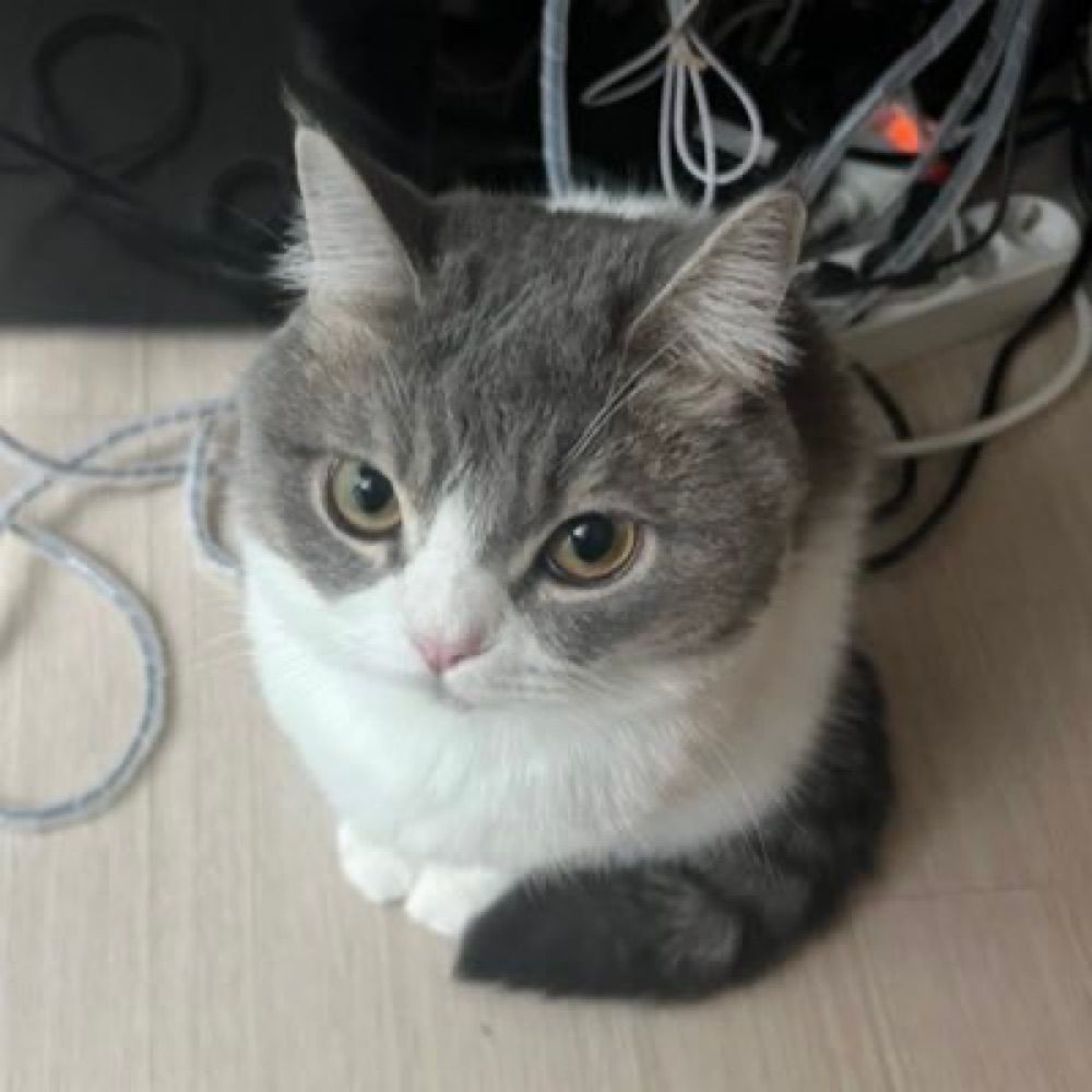 anzu