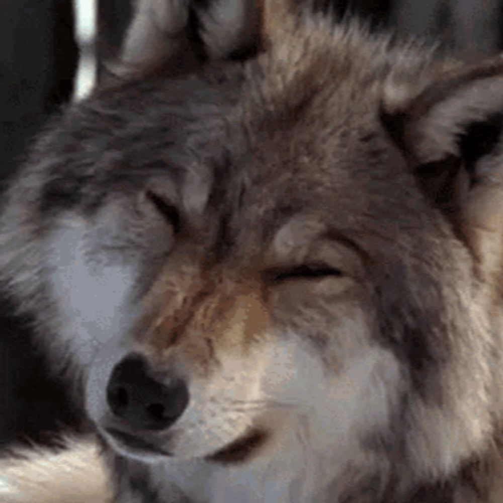 ‪/ᐠ´• ᴥ •`マ 