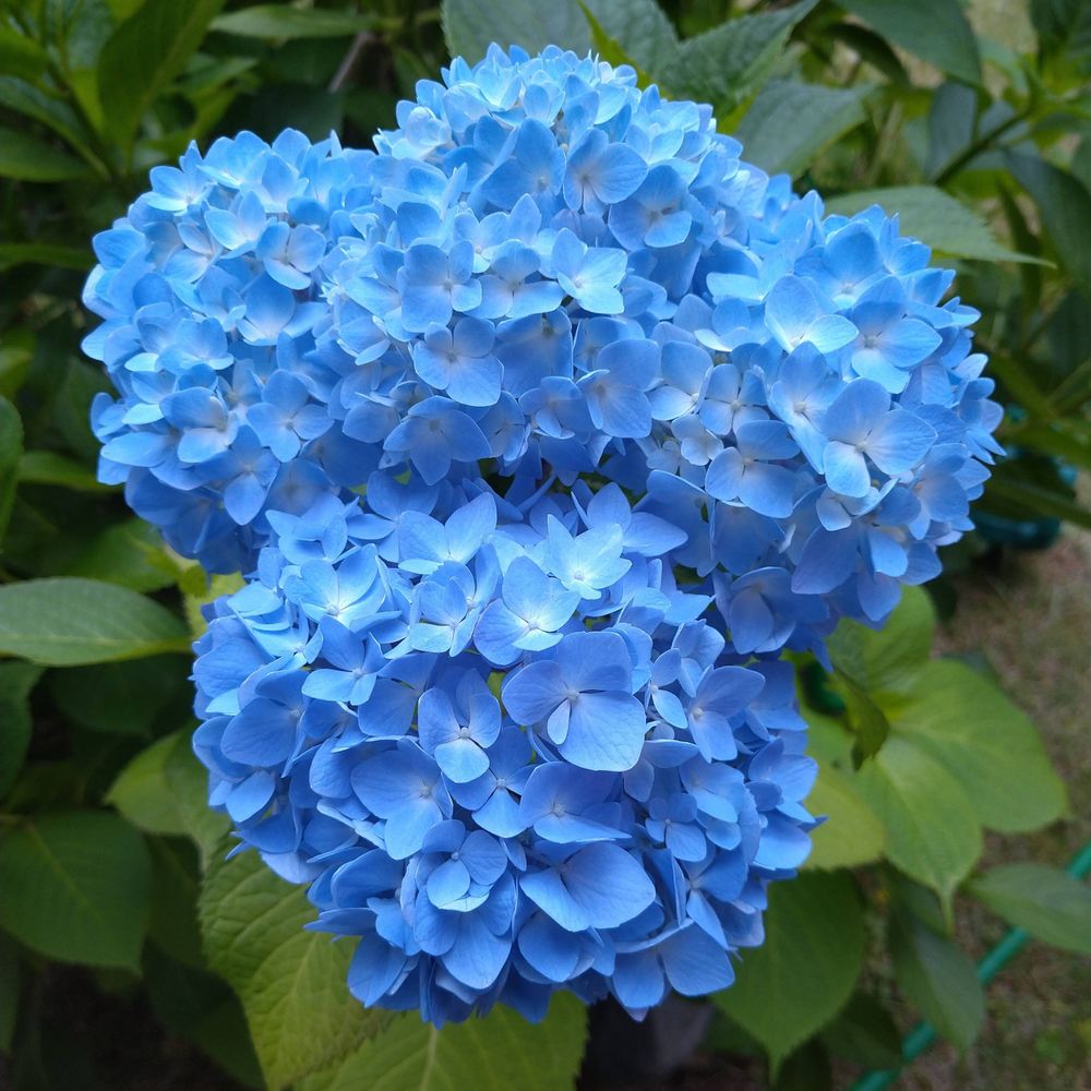 七