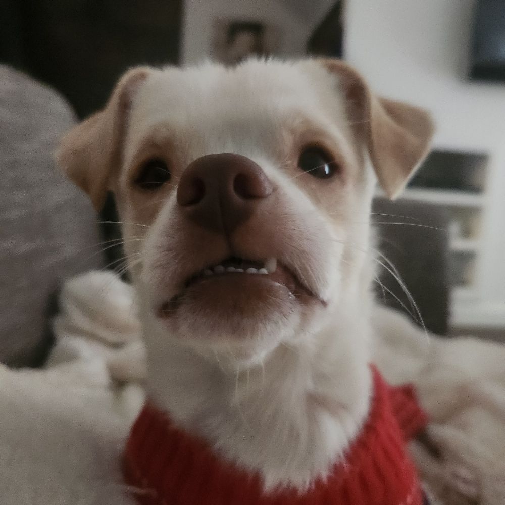 🌱 🐾 🇩🇪 🇺🇦 Introvegan