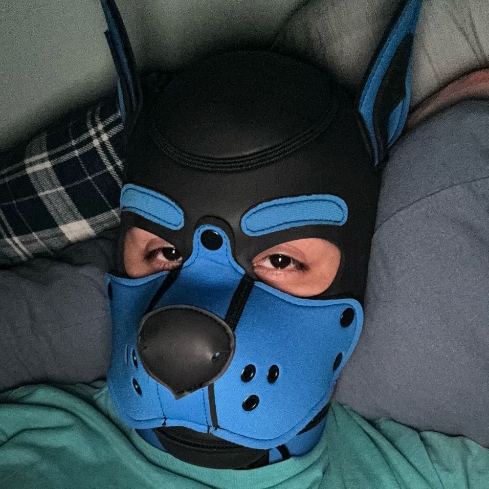 Profile picture pupcolbalt.bsky.social