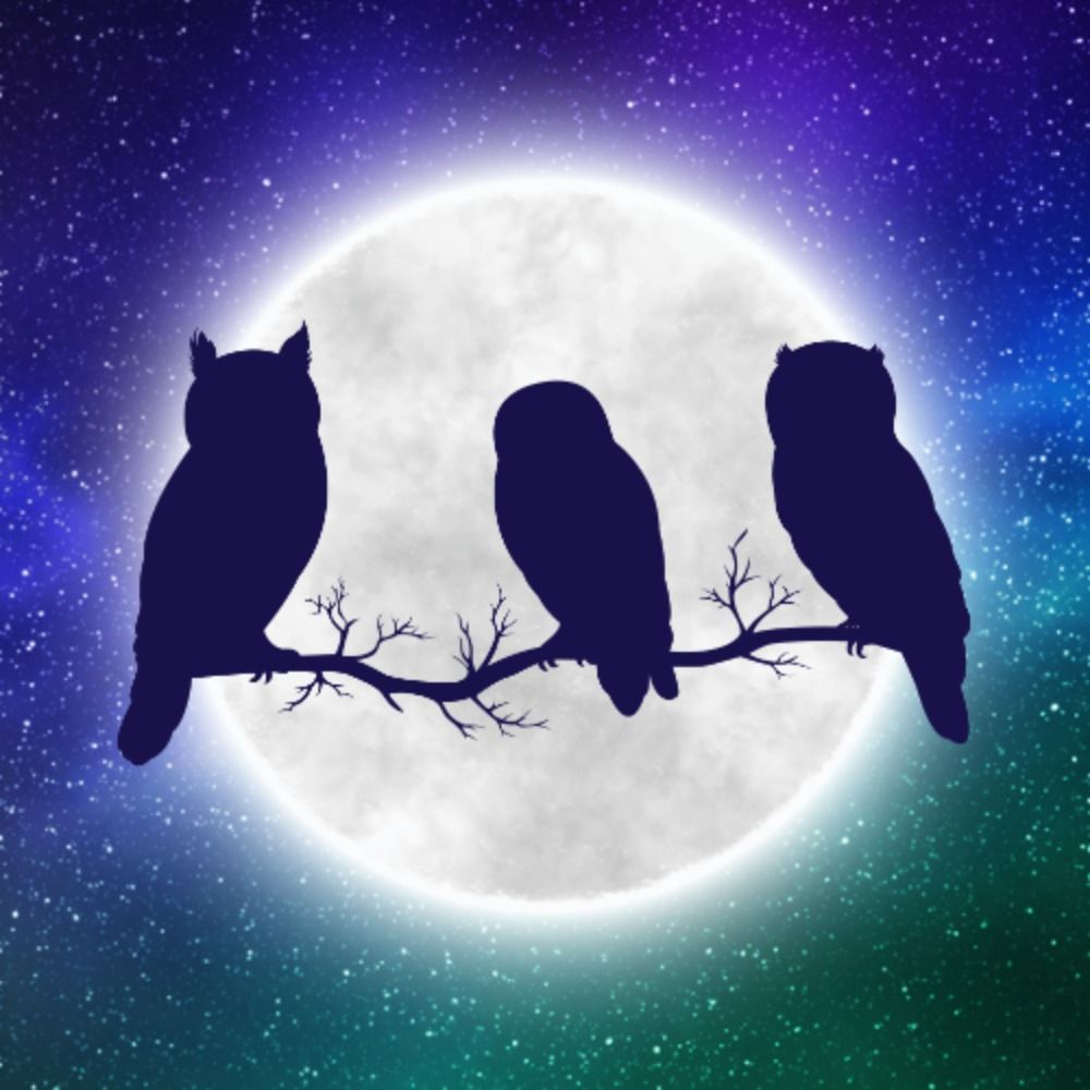 Owl Cat