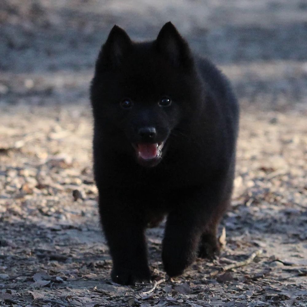 Beth Lilly - Safari Schipperkes