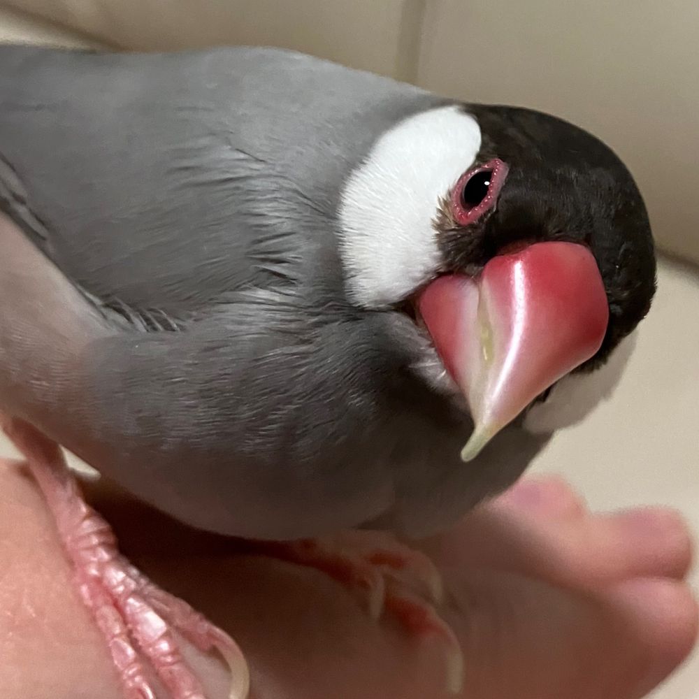みさざ