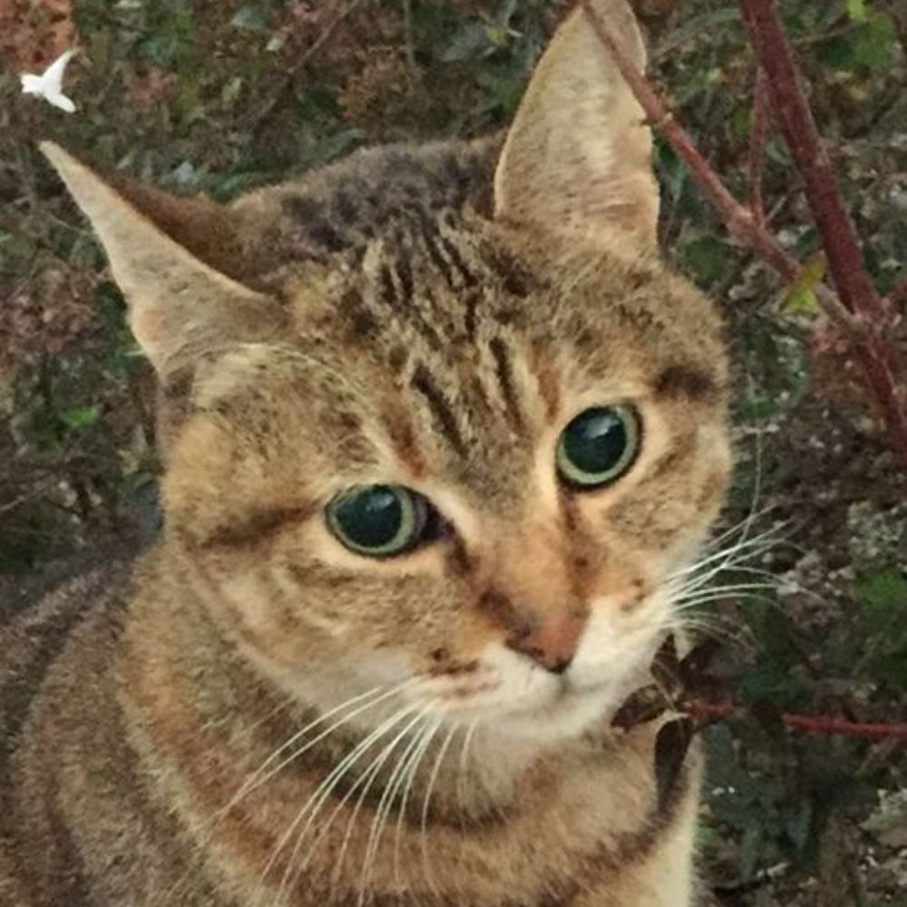 aro
