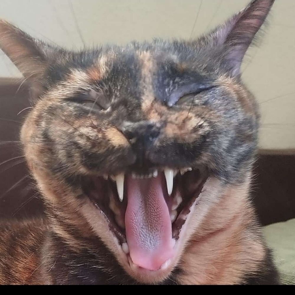 Gato de bosta
