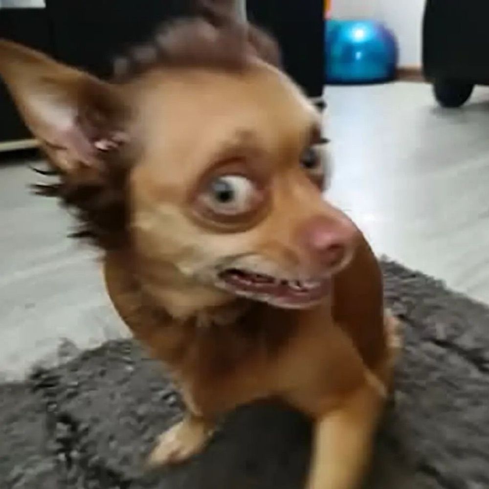 Miguelzinho 