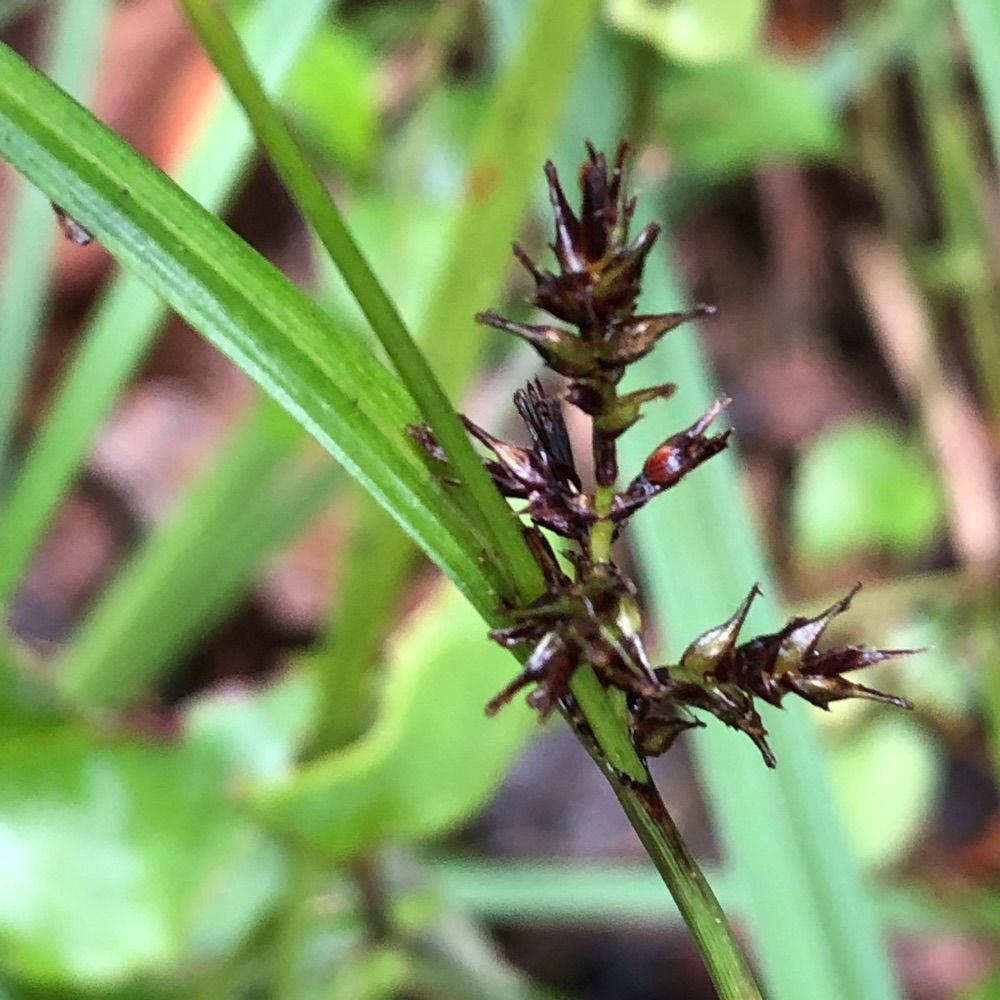 International Sedge Society