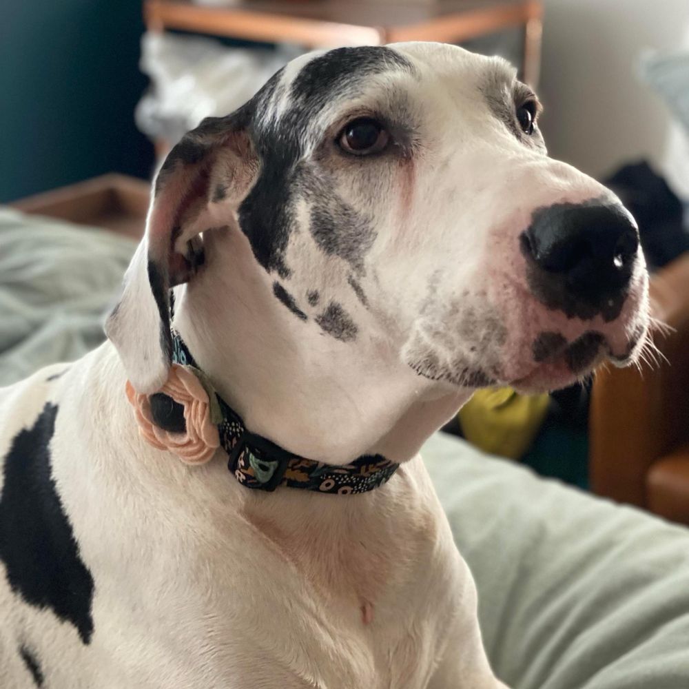 Brie & Gin