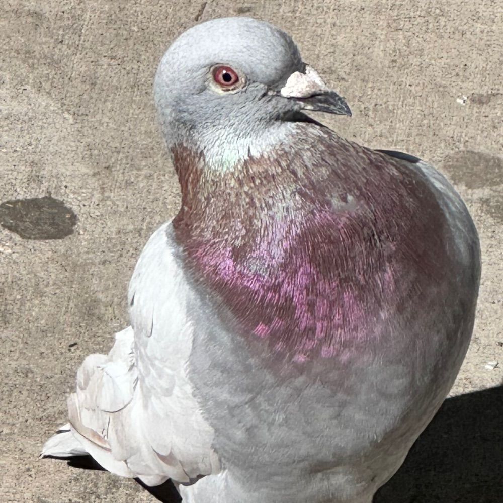Birdman