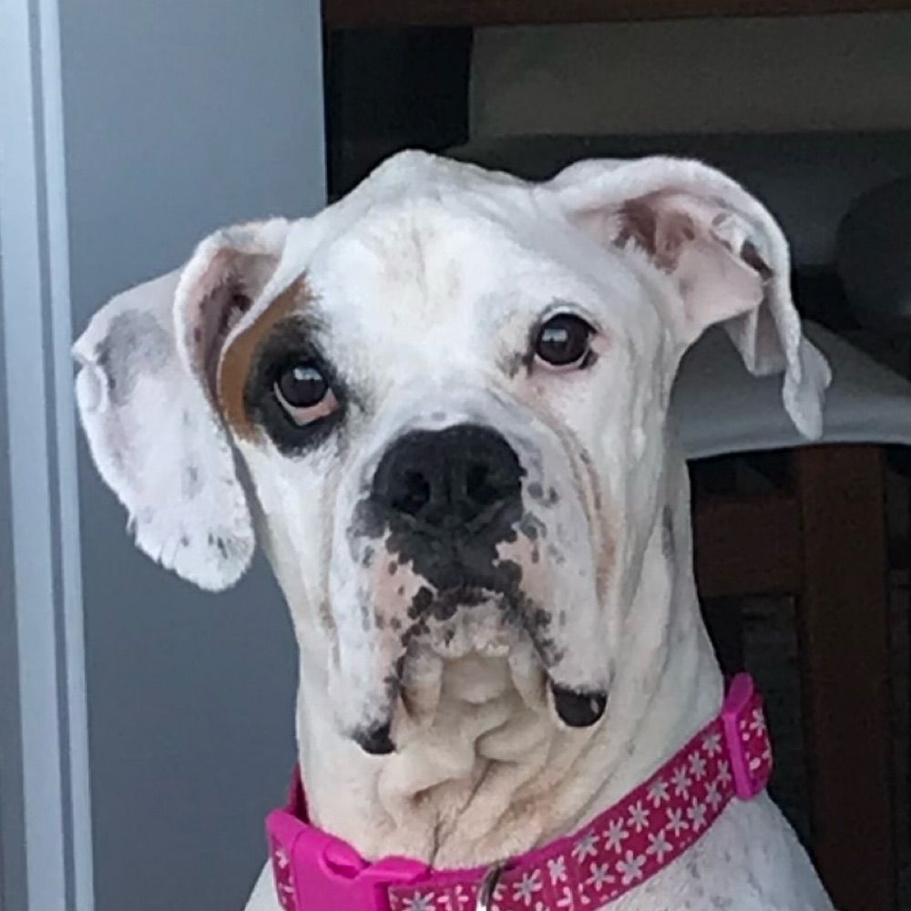 Profile picture boxerdogdad.bsky.social