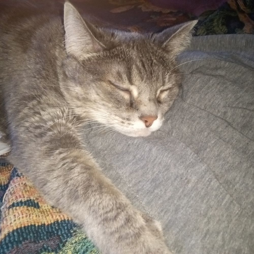 Pattenicus