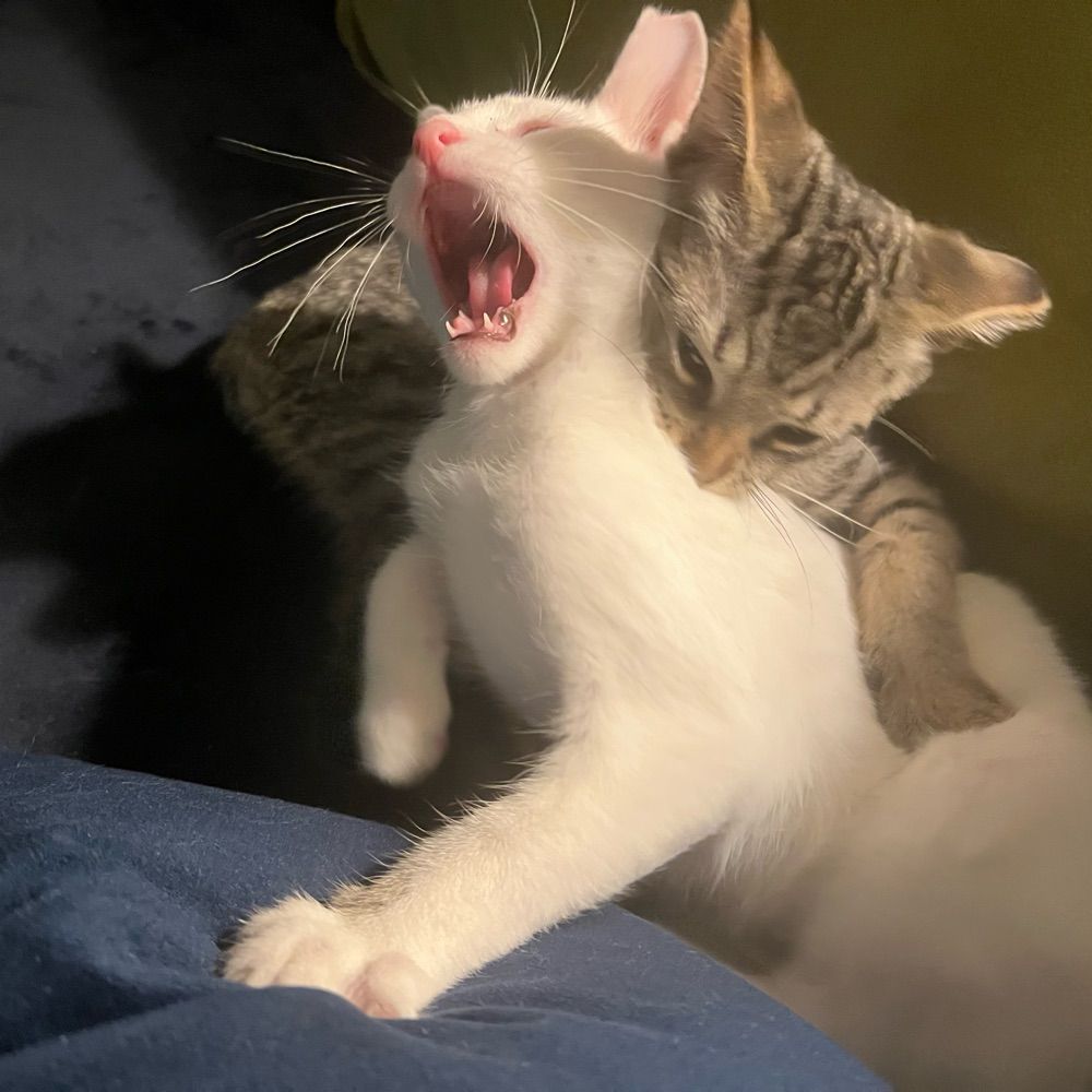 catnips420