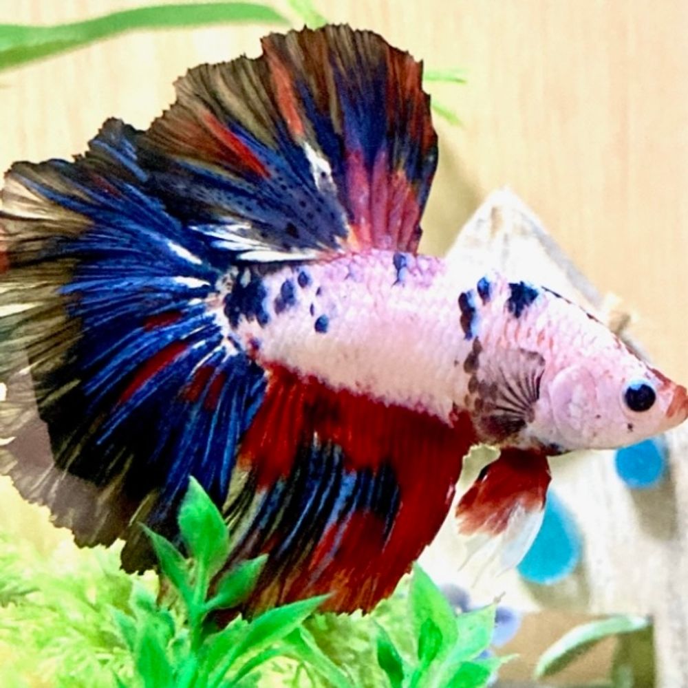 ベタ(Betta fish)