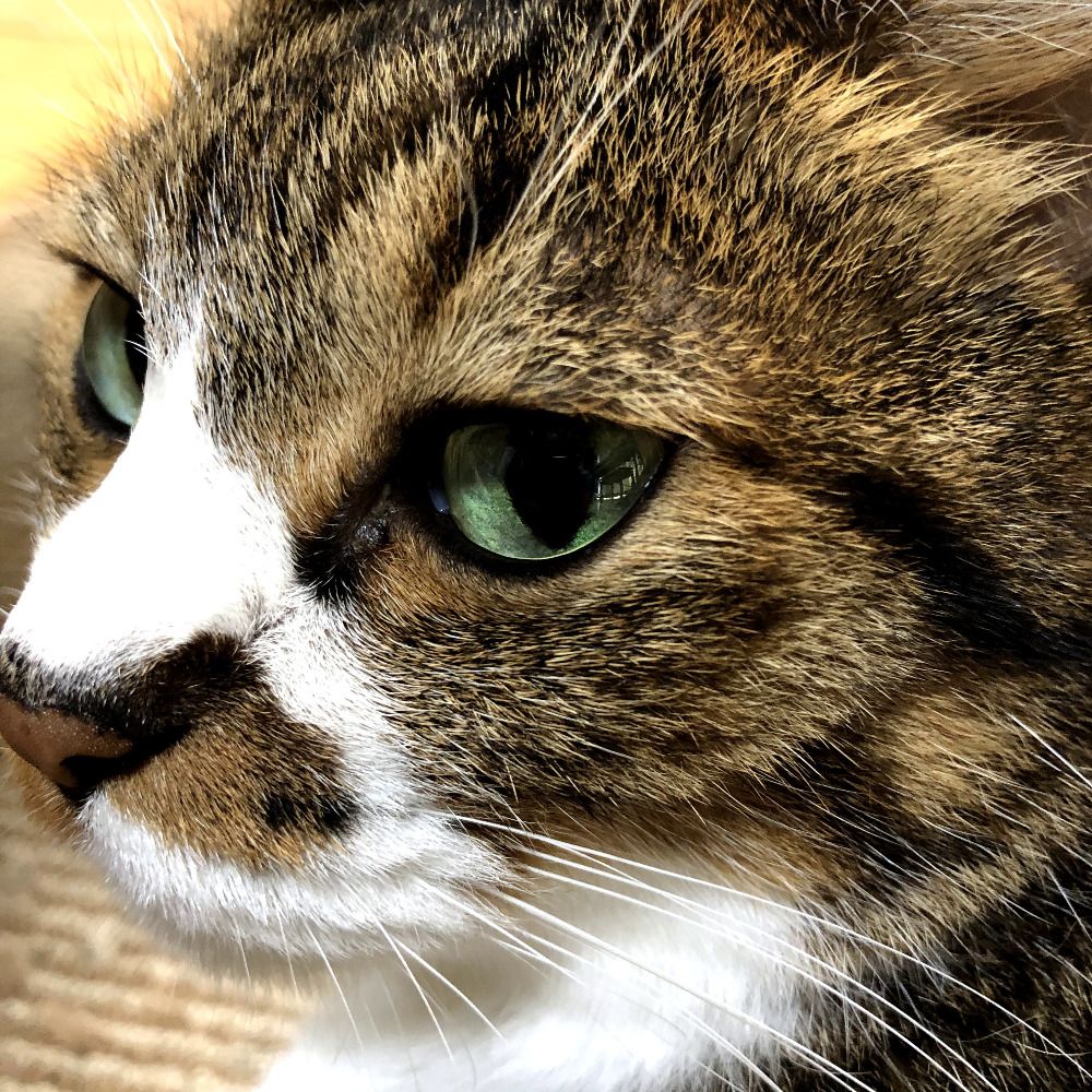 cybercat