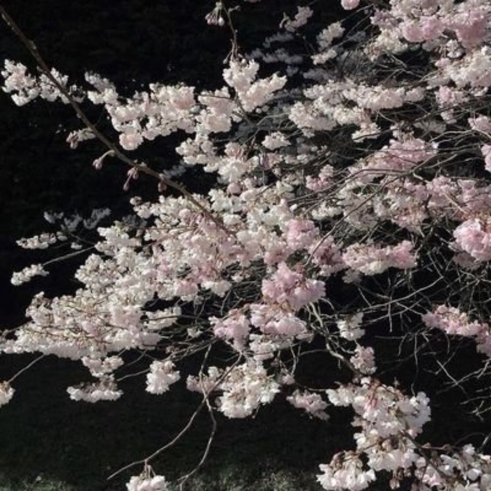 초아