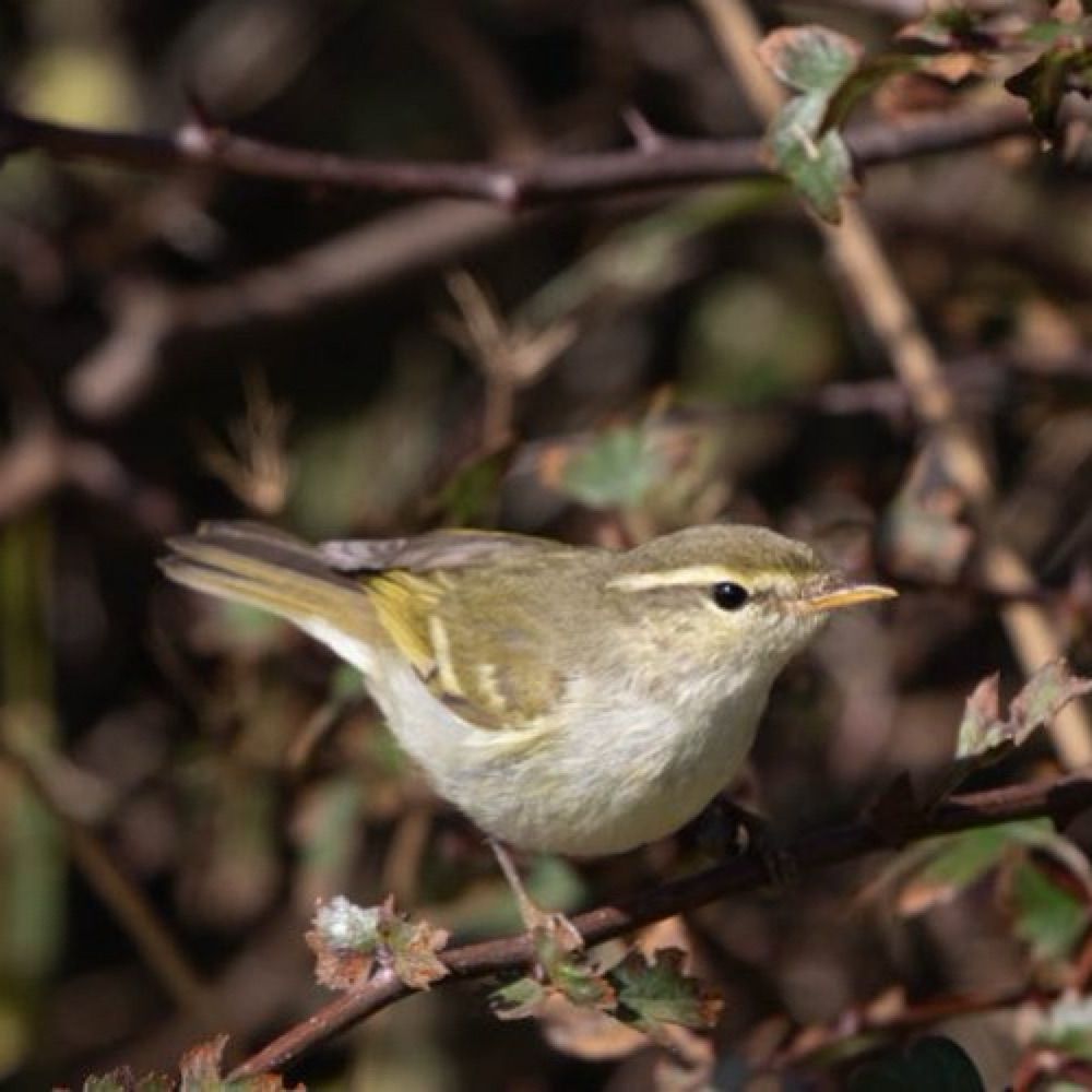 North Yorks Bird News