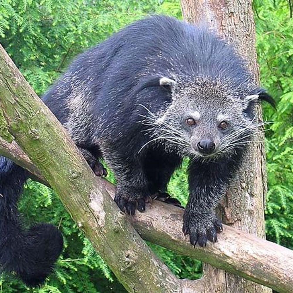 DangerBinturong