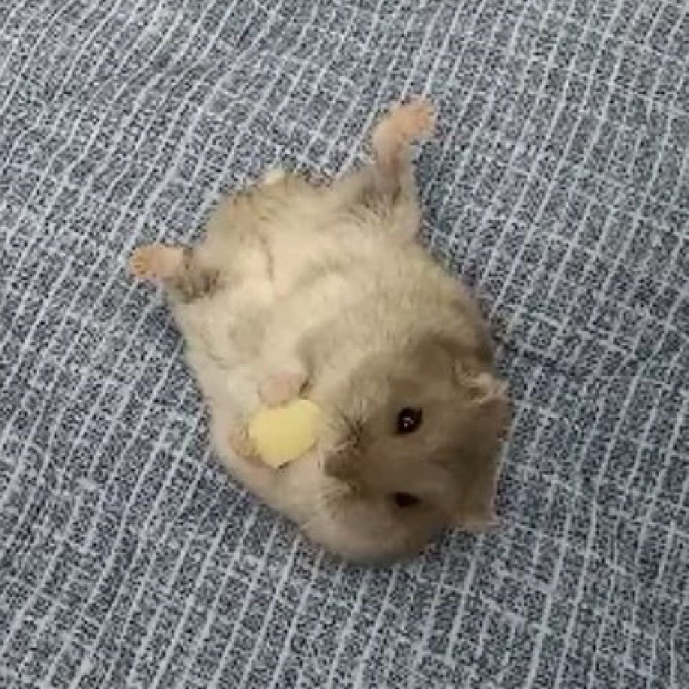 뵤
