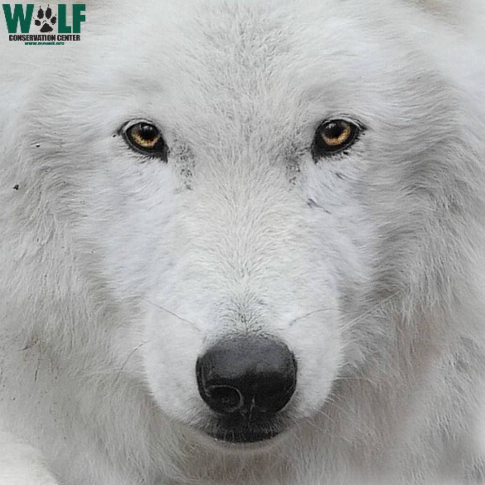 Profile picture nywolforg.bsky.social