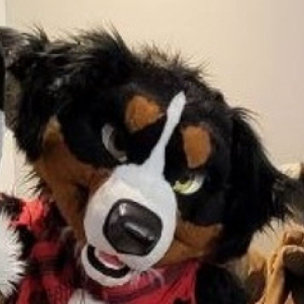 Sheperd Bernese