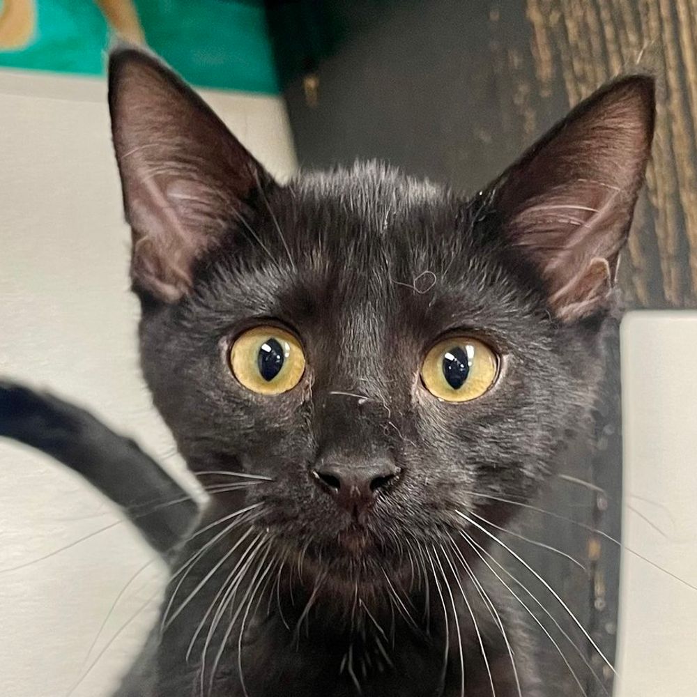 Shelter Cat HSSCM