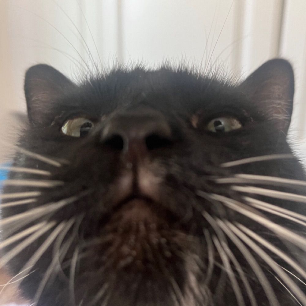 Suscat
